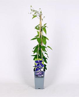Clematis 'Jackmanii' Pot 2 Liter