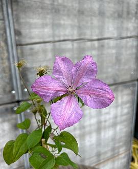 Clematis 'Margaret Hunt' Pot 2 Liter