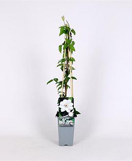 Clematis 'Miss Bateman' Pot 2 Liter