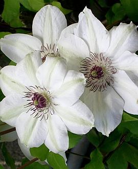 Clematis 'Miss Bateman' Pot 2 Liter