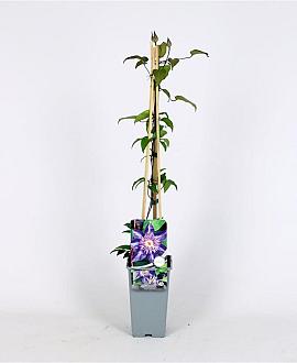 Clematis 'Multi Blue' Pot 2 Liter