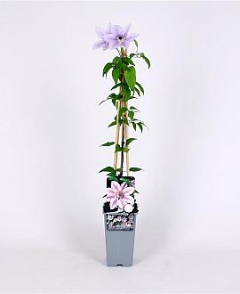 Clematis 'Nelly Moser' Pot 2 Liter