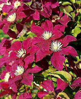 Clematis 'Rouge Cardinal' Pot 2 Liter
