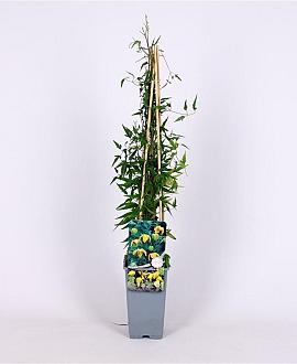 Clematis tangutica Pot 2 Liter