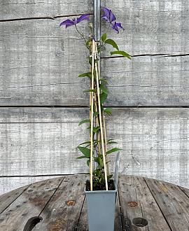 Clematis 'The President' Pot 2 Liter