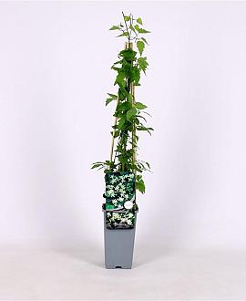 Clematis vitalba Pot 2 Liter