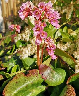 Bergenia 'Baby Doll' Pot 9 cm