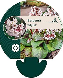 Bergenia 'Baby Doll' Pot 9 cm