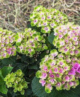Hydrangea m. 'Amethyst' Pot 2 Liter
