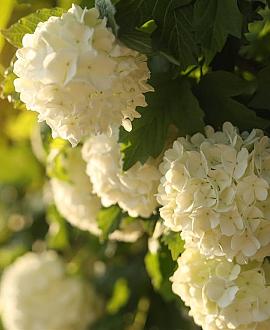 Hydrangea m. 'Ave Maria' Pot 2 Liter