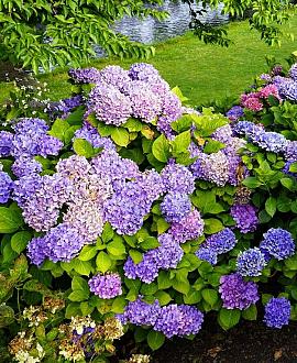Hydrangea m. 'Hamburg' Pot 2 Liter