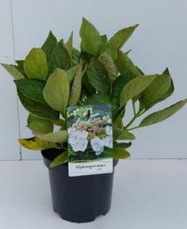 Hydrangea m. 'Libelle' Pot 2 Liter
