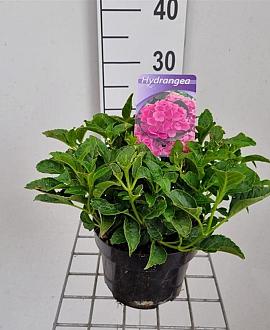 Hydrangea m. 'Pia' Pot 2 Liter