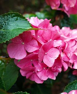 Hydrangea m. 'Pia' Pot 2 Liter