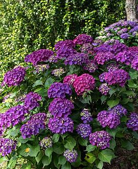 Hydrangea m. 'Renate Steiniger' Pot 2 Liter