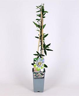 Passiflora caerulea Pot 2 Liter