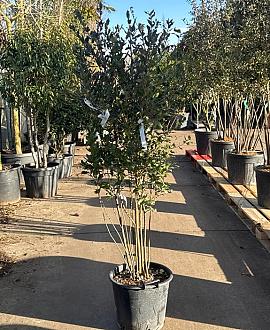 Quercus ilex Pot 35 liter 125 - 150 cm Meerstammig