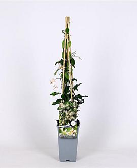 Trachelospermum j. 'Pink Showers' Pot 2 Liter