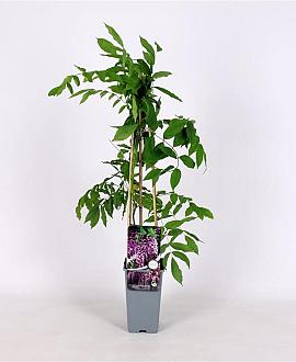 Wisteria floribunda 'Rosea' Pot 2 Liter