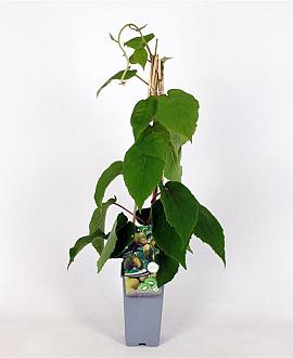 Actinidia deliciosa 'Jenny' Pot 2 Liter