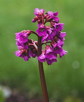 Bergenia cordifolia 'Eroica' Pot 9 cm