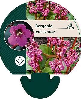 Bergenia cordifolia 'Eroica' Pot 9 cm