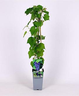 Vitis 'Boskoop Glory' Pot 2 Liter