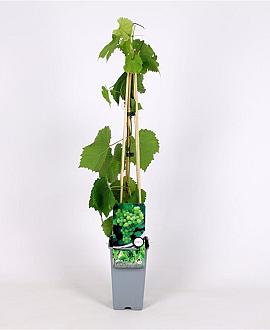 Vitis 'Vroege van der Laan' Pot 2 Liter