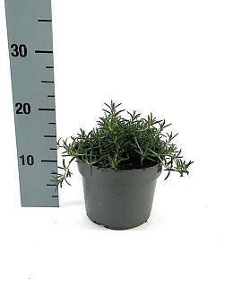 Rosmarinus off. 'Prostratus' Pot 2 Liter
