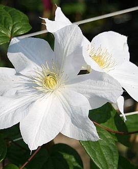 Clematis 'Madame Le Coultre' Pot 2 Liter