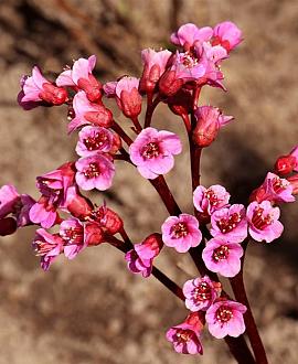 Bergenia 'Eden's Dark Margin' Pot 9 cm
