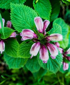 Lamium orvala Pot 9 cm
