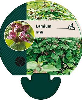 Lamium orvala Pot 9 cm
