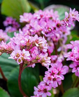 Bergenia 'Rotblum' Pot 9 cm