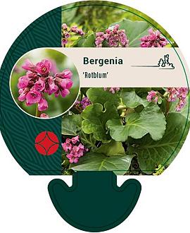 Bergenia 'Rotblum' Pot 9 cm