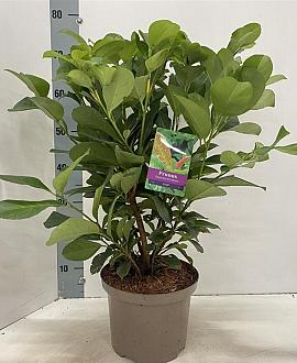 Prunus l. Etna Pot 5 Liter 50 - 60 cm