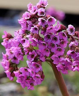 Bergenia 'Vinterglöd' Pot 9 cm