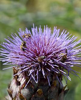 Cynara scolymus 'Cardy' Pot 9 cm