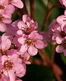 Bergenia 'Wintermärchen' Pot 9 cm