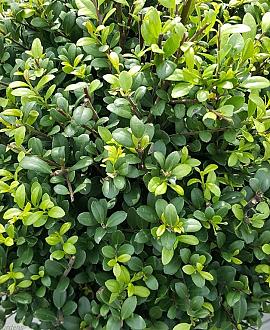 Ilex crenata Dark Green Pot 9 cm