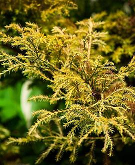 Chamaecyparis p. 'Sungold' Pot 3,5 Liter 
