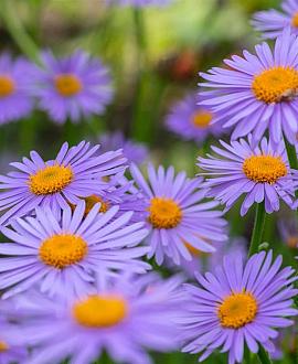 Aster tongolensis 'Wartburgstern' Pot 9 cm