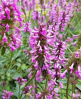 Betonica officinalis Pot 9 cm