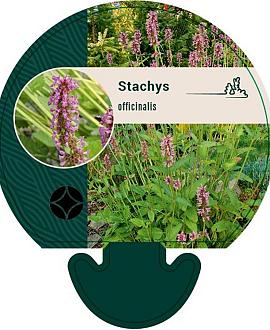 Betonica officinalis Pot 9 cm