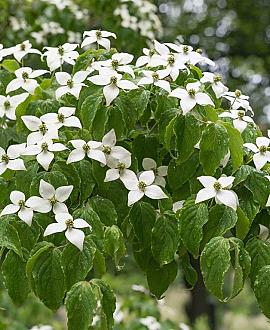 Cornus kousa chinensis C30 200 - 250 cm geveerd