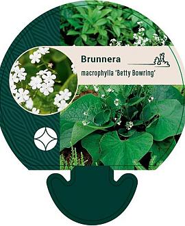Brunnera macr. 'Betty Bowring' Pot 9 cm