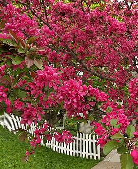Malus 'Royal Beauty' Pot 18 liter Stam 120 cm