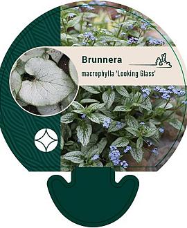 Brunnera macr. 'Looking Glass' Pot 9 cm