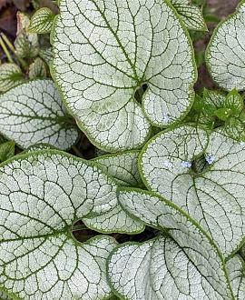 Brunnera macr. 'Looking Glass' Pot 9 cm