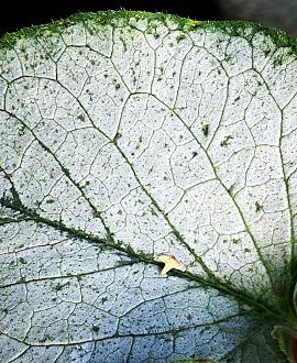 Brunnera macr. 'Silver Heart' Pot 9 cm